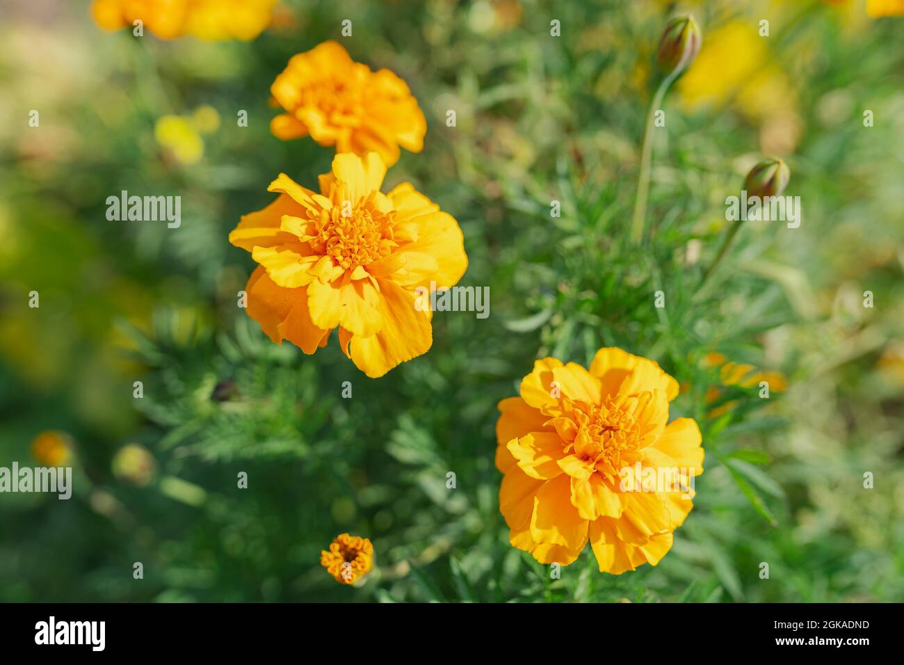 Marigold buds soft focus blurred natural background. use of flowers in cosmetology. yellow flowers in garden. Marigold buds Stock Photo