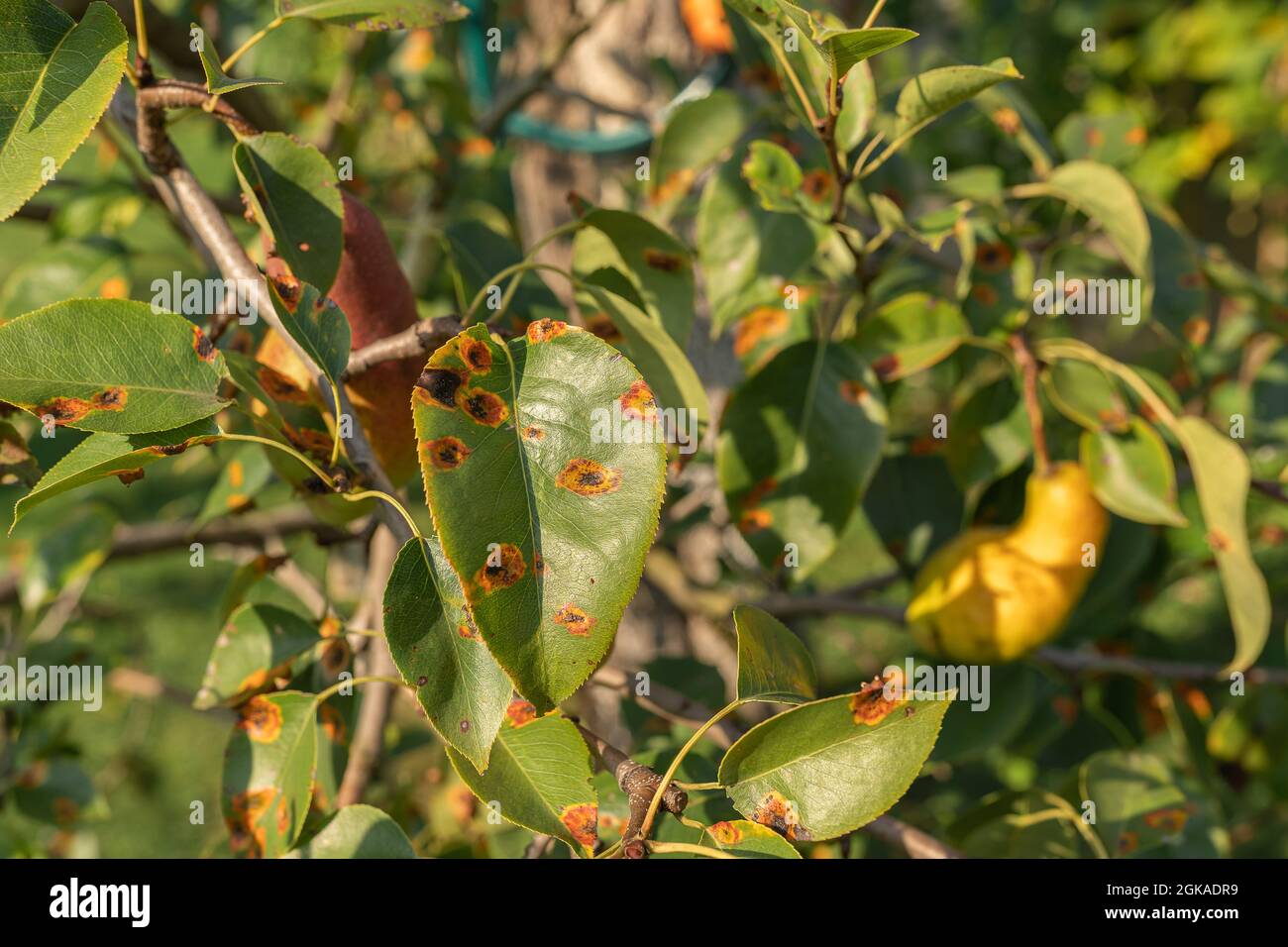 Disease fungal spores of rust on pear plant. Autumn spraying with fungicides against fungal diseases of trees in garden Stock Photo