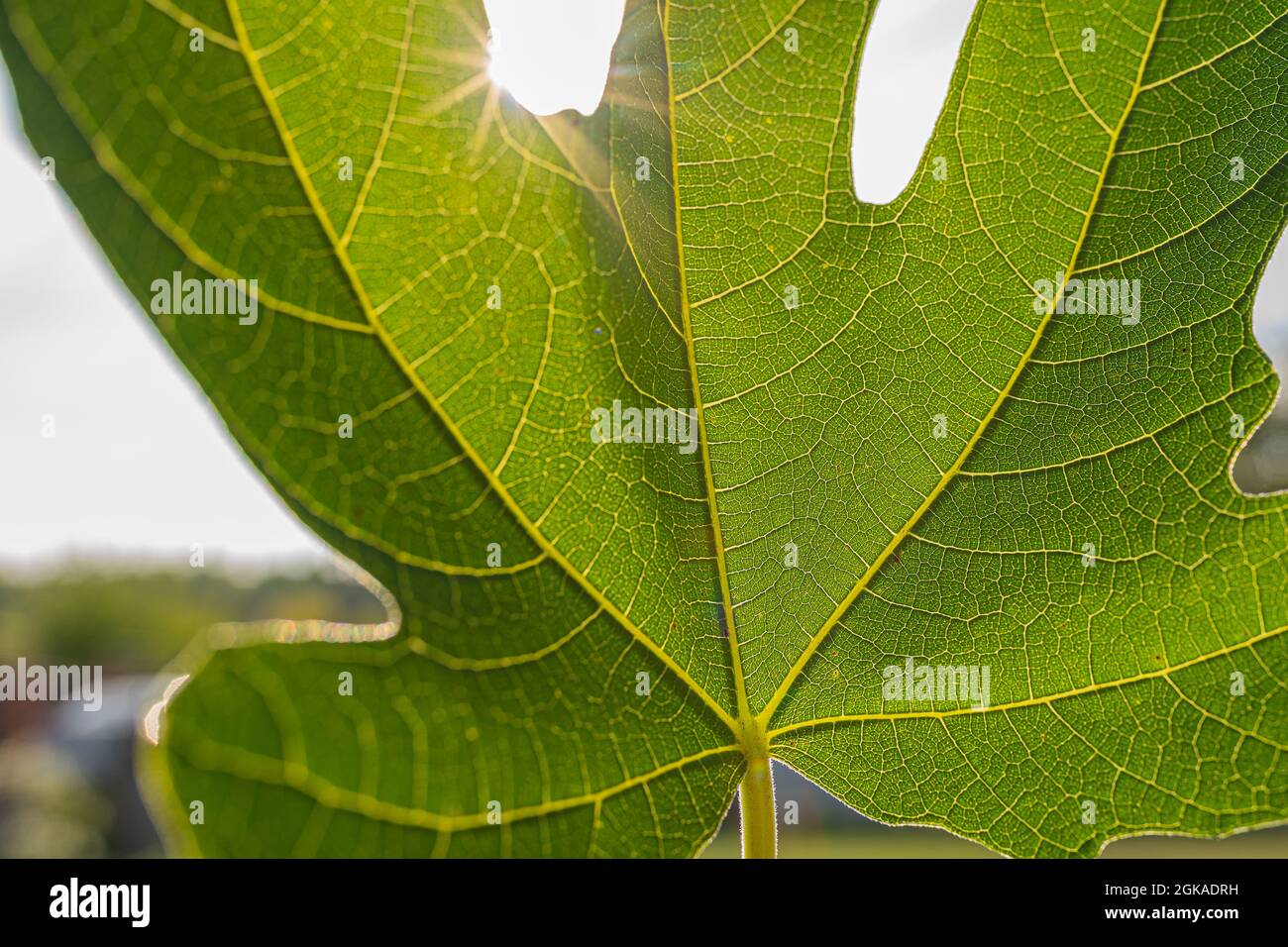 Sunbeams shine through textured leaf, fig leaf. Texture of green leaf ...