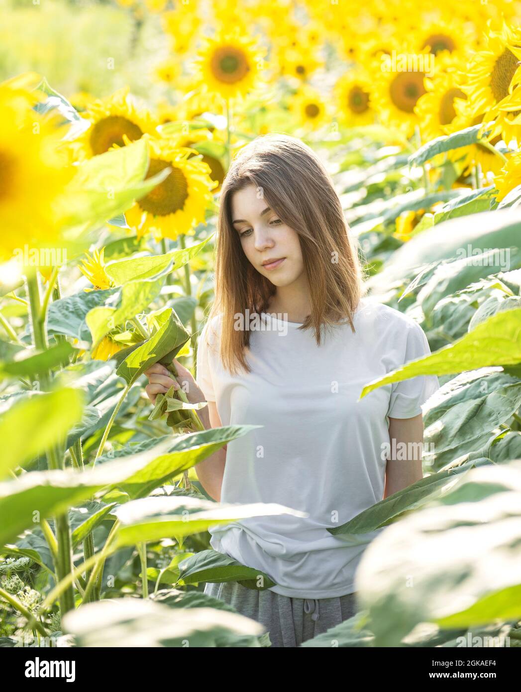 Young beautiful girl walks in the summer in a field with blooming ...