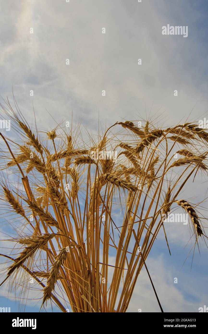 a bunch of wheat ears on the sky background Stock Photo - Alamy
