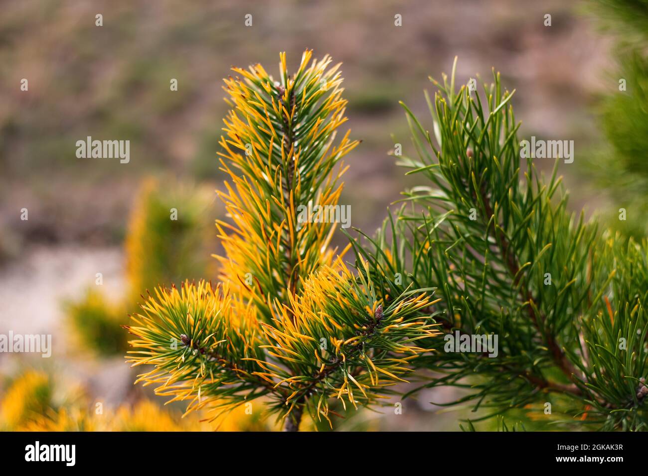 Defocus siberian dwarf pine, Pinus pumila, yellow dry or ill. Wild plants of Siberia. Beautiful natural green and yellow background. Closeup. Out of f Stock Photo
