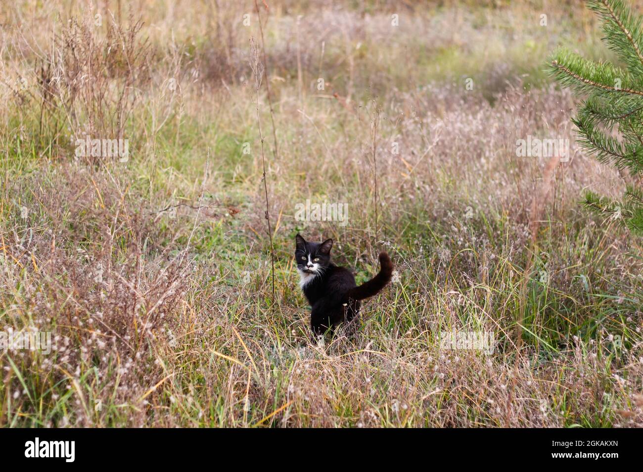 Defocus back view of black and white cat walking in autumn meadow and ...