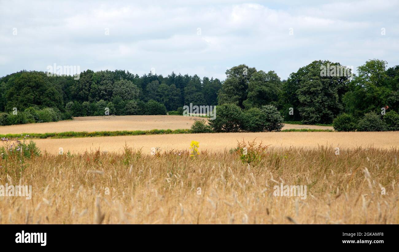 Rural landscape in eastern part of Dutch province Overijssel Stock Photo