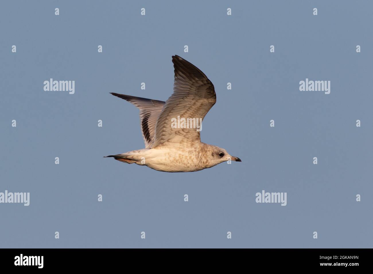 Juvenile Common Gull (Larus canus) in flight, Farmoor Reservoir, Oxon, UK Stock Photo
