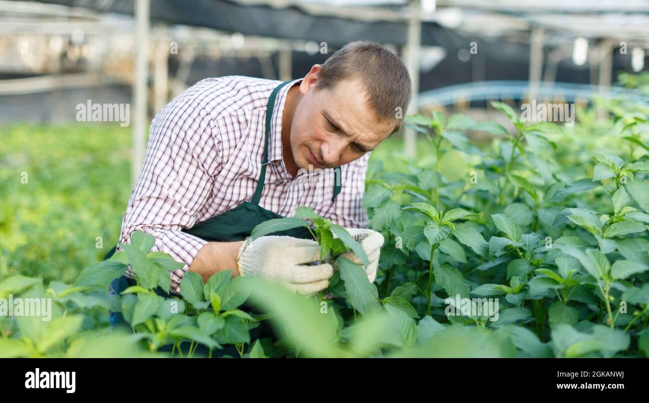 Farmer caring for young jute plants Stock Photo
