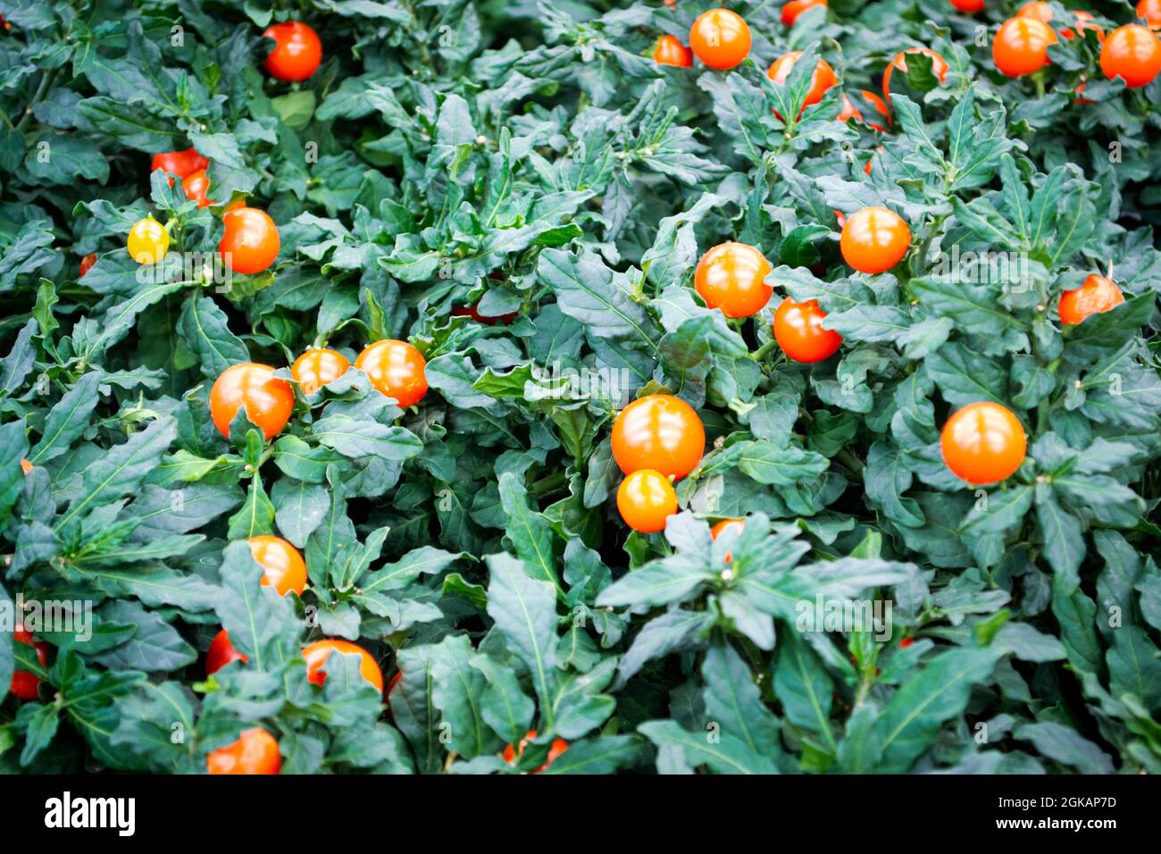 Pseudocapsicum nightshade hires stock photography and images Alamy