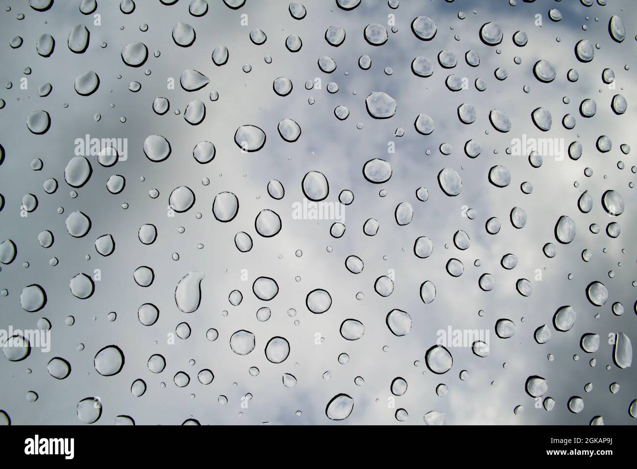 The concept of water drops on a white background close up Stock Photo ...