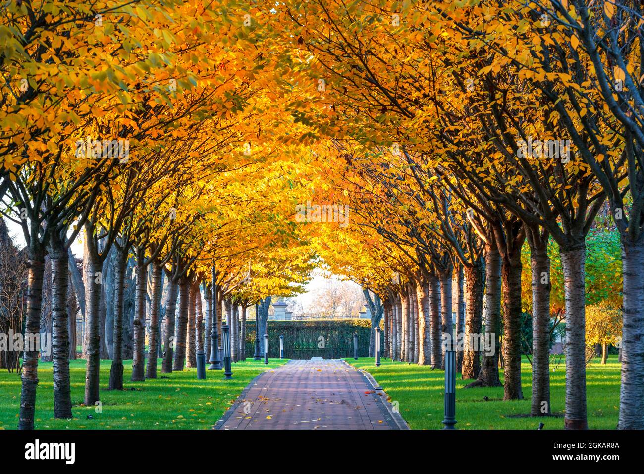 Beautiful autumn colored trees in the alley of a city park Stock Photo ...