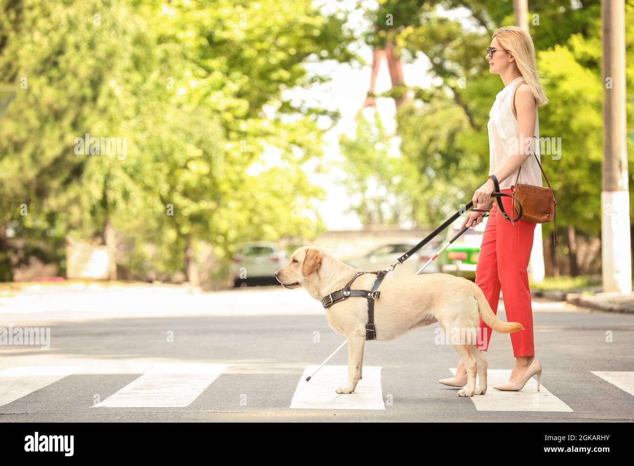 Guide dog helping blind woman on pedestrian crossing Stock Photo - Alamy