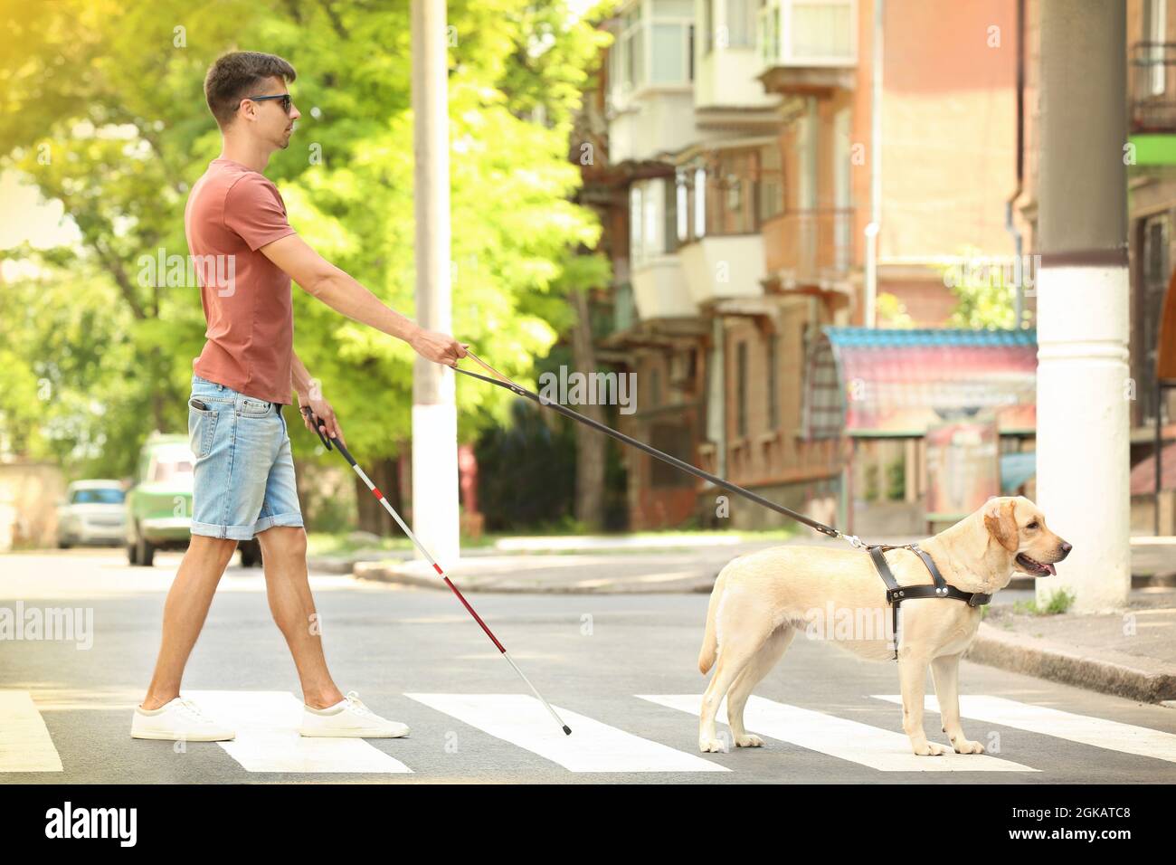 Guide dog helping blind man on pedestrian crossing Stock Photo Alamy