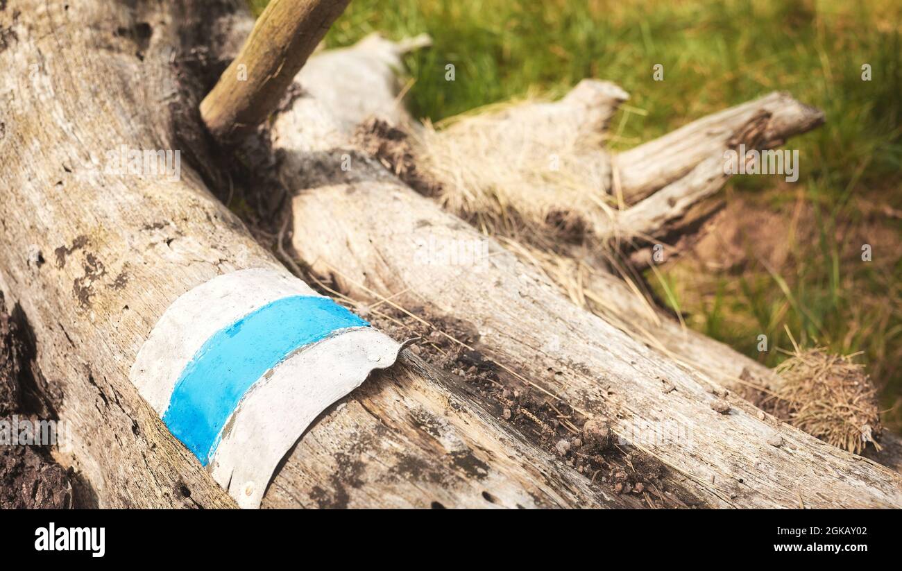 Close up picture of a blue trail marker on a tree stump, selective focus, Karkonosze Mountains, Czech Republic. Stock Photo
