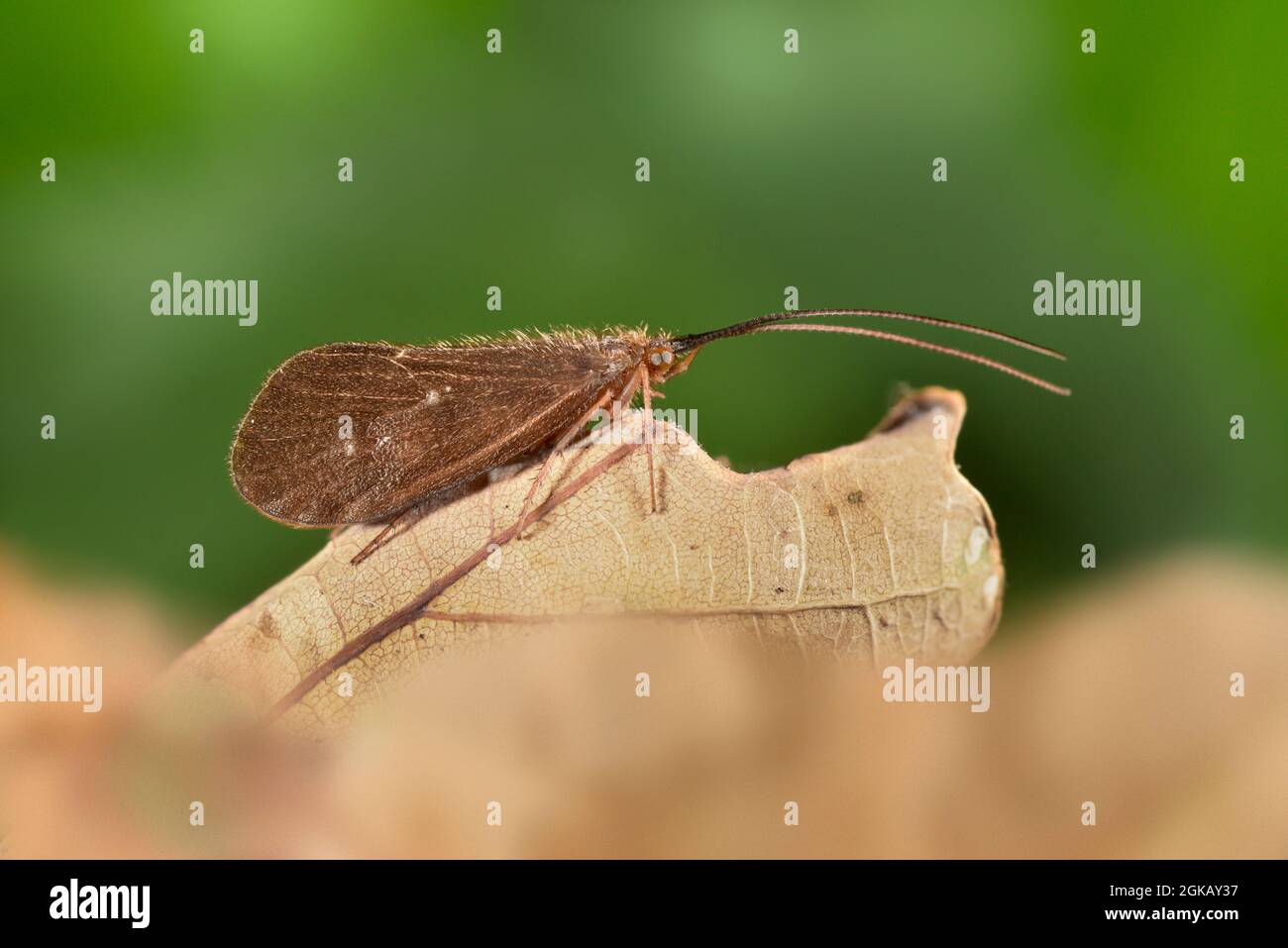 Scarce Brown Sedge - Ironoquia dubia Stock Photo