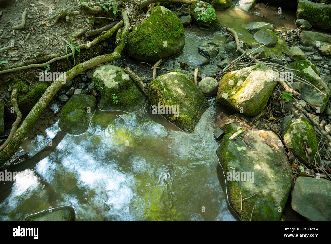 Forest stream focus in background hi-res stock photography and images ...