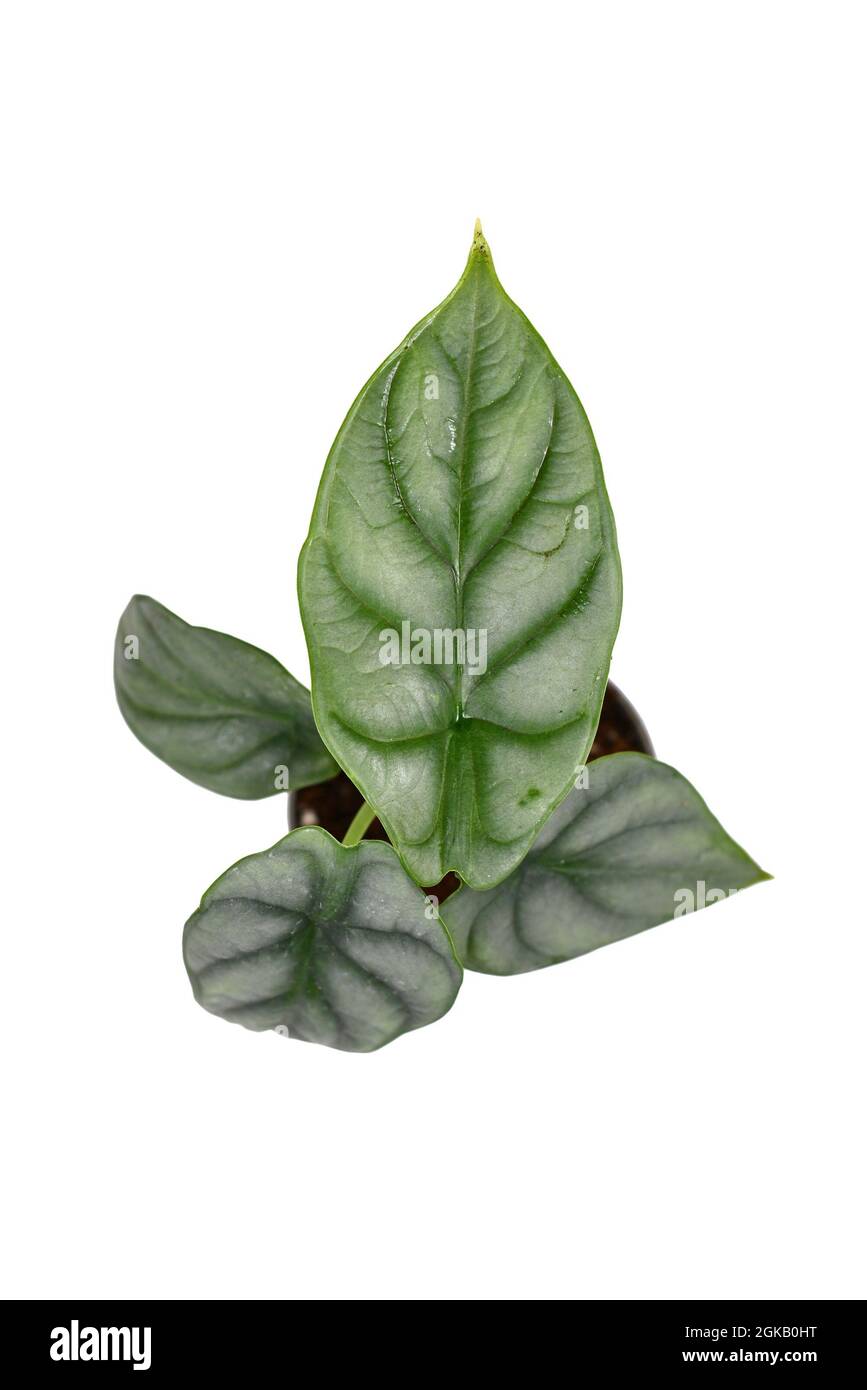 Top view of exotic 'Alocasia Baginda Silver Dragon' houseplant isolated on white background Stock Photo