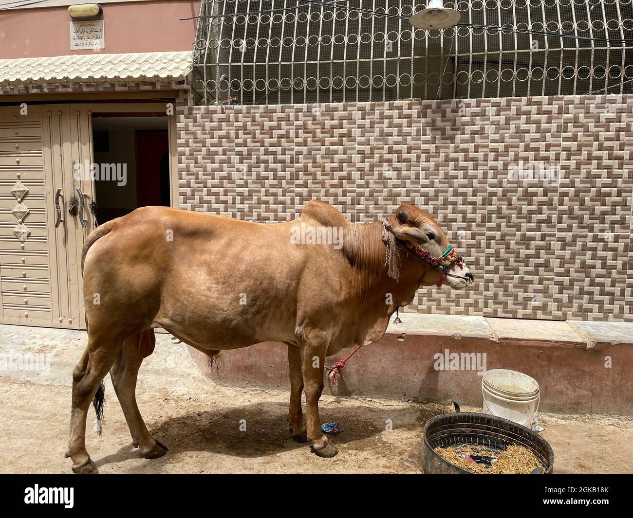 Some people are cutting a cow Sacrifice on the feast of Eid-ul-Adha Stock Photo
