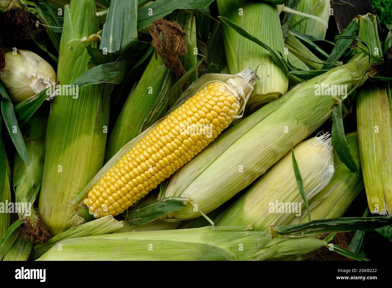 English sweetcorn in a street market in Hertfordshire Stock Photo