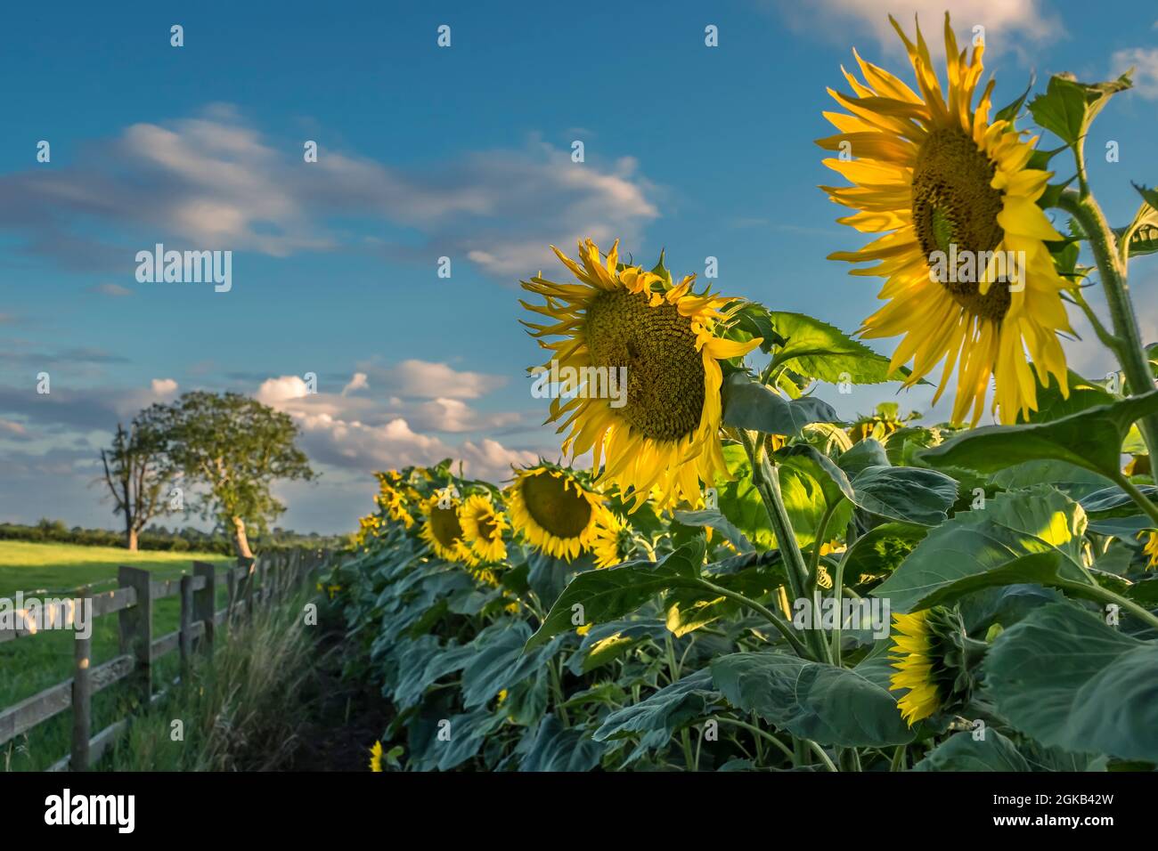A field of sunflowers. Young sunflowers rotate to face the sun but as ...