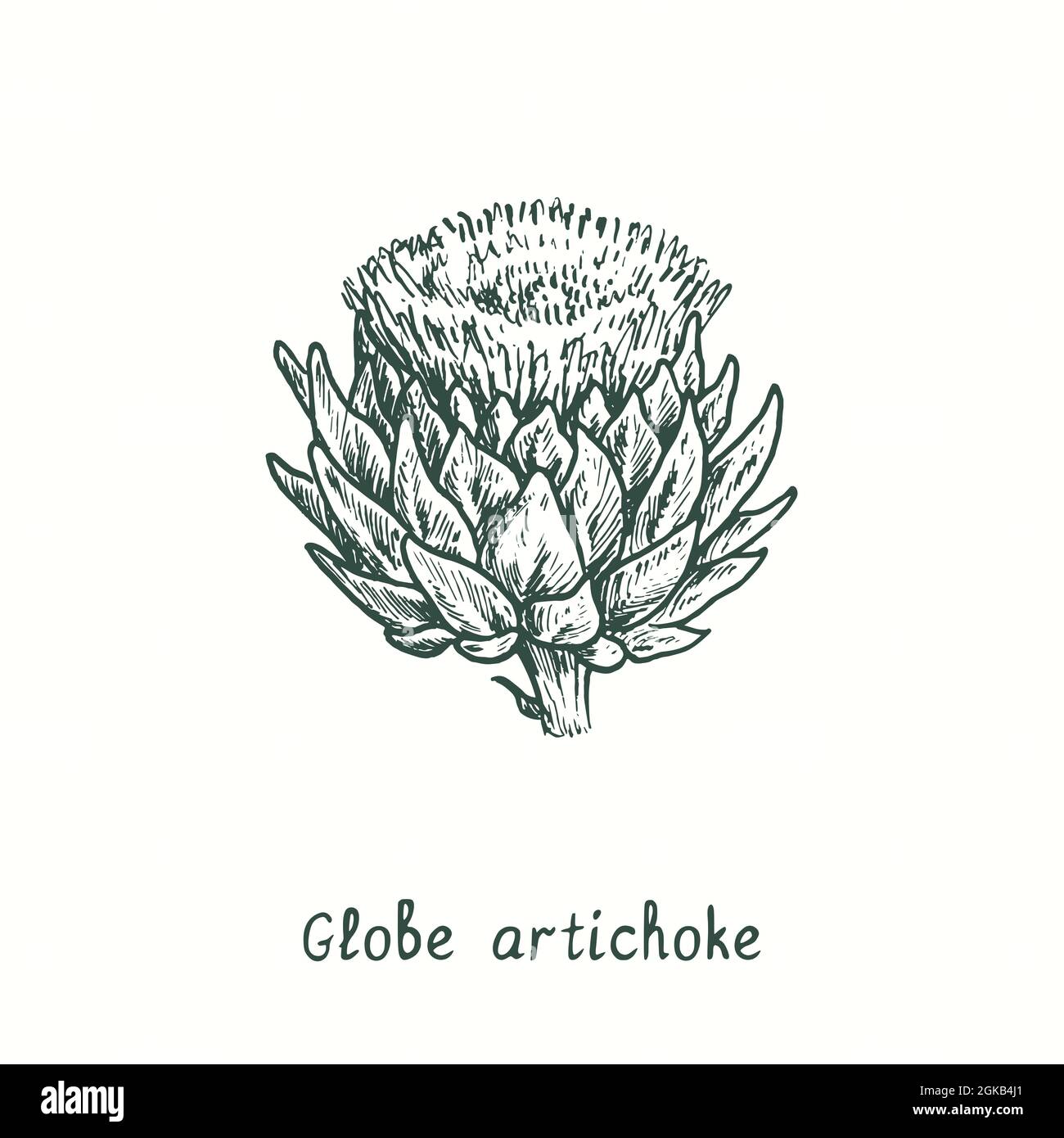 Globe artichoke flower. Ink black and white doodle drawing in woodcut style  Stock Photo - Alamy