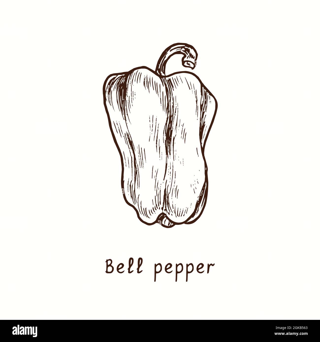 Bell (sweet) pepper. Ink black and white doodle drawing in woodcut style. Stock Photo