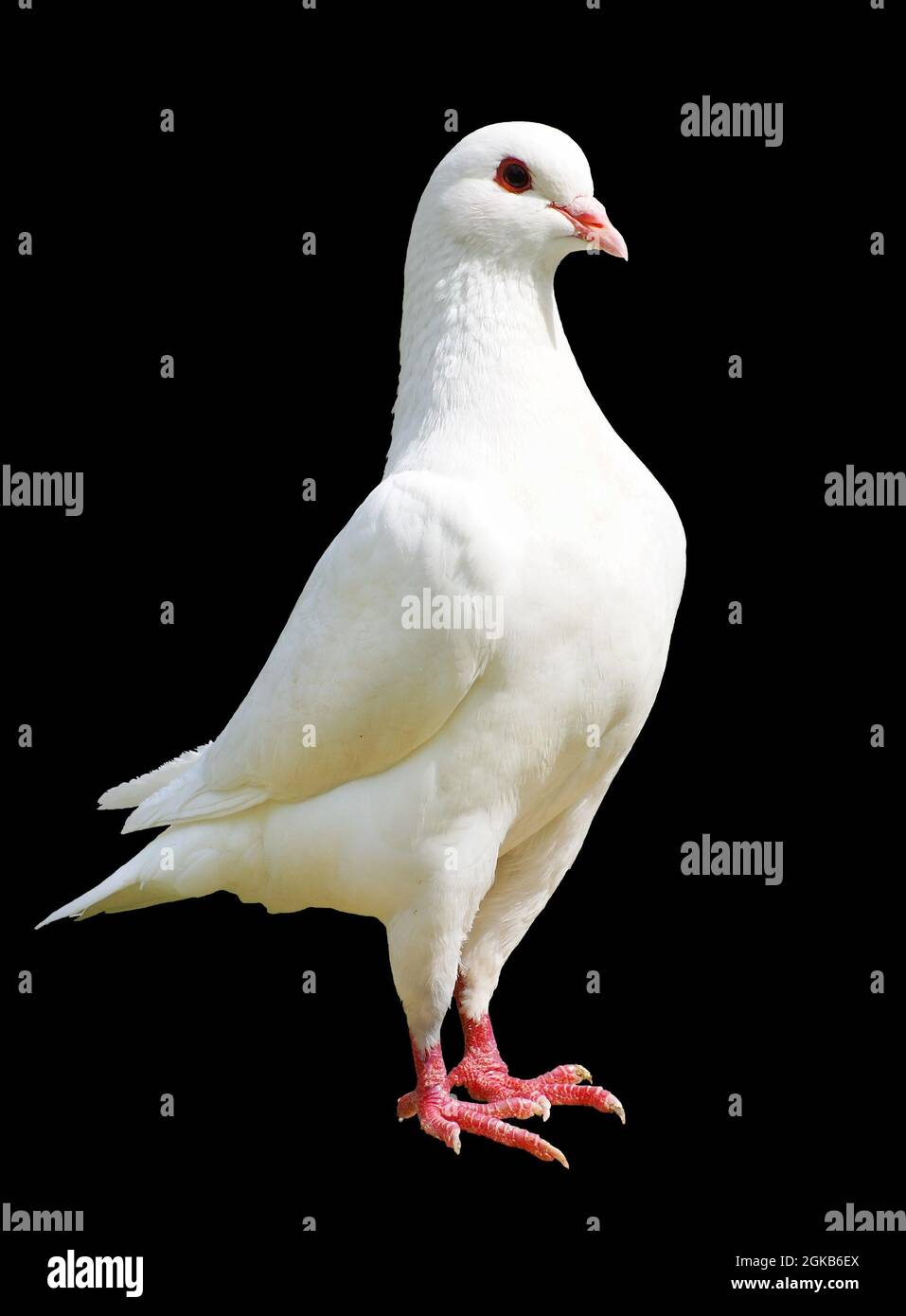 White pigeon isolated on black background - imperial-pigeon - ducula Stock Photo