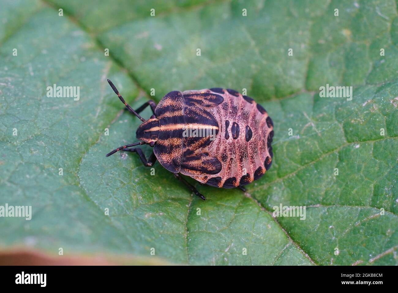 Closeup on a nymph of the striped bug, Graphosoma lineatum Stock Photo