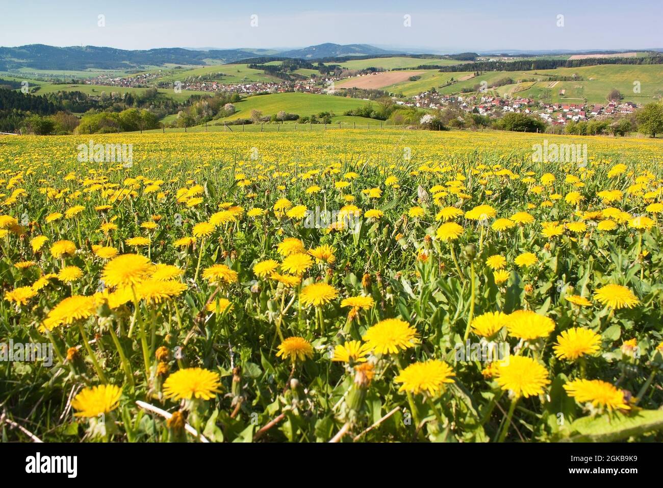 spring time and meadow with common dandelion (taraxacum) - Carpathian mountains - Horni Lidec village, Moravia, Czech Republic Stock Photo