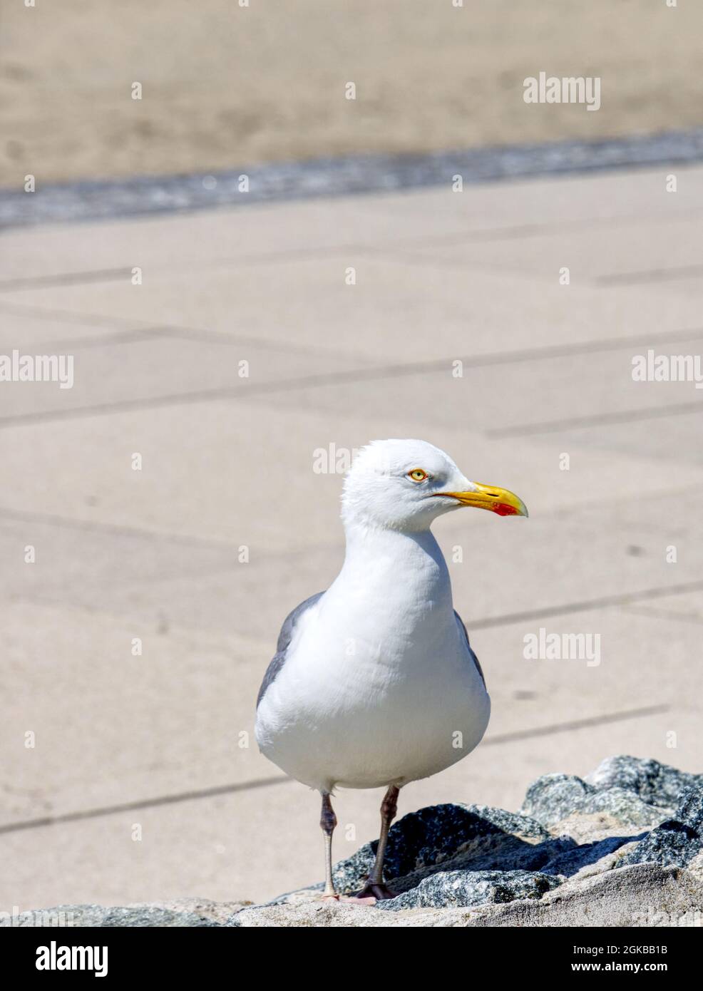 close up of a seagull beach promenade Stock Photo