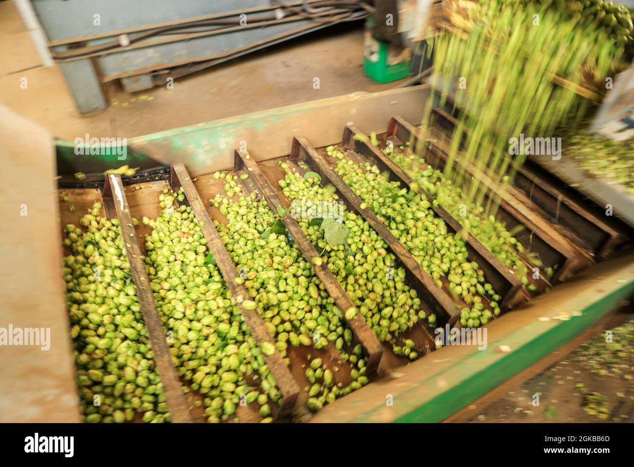 Hops varieties hires stock photography and images Alamy