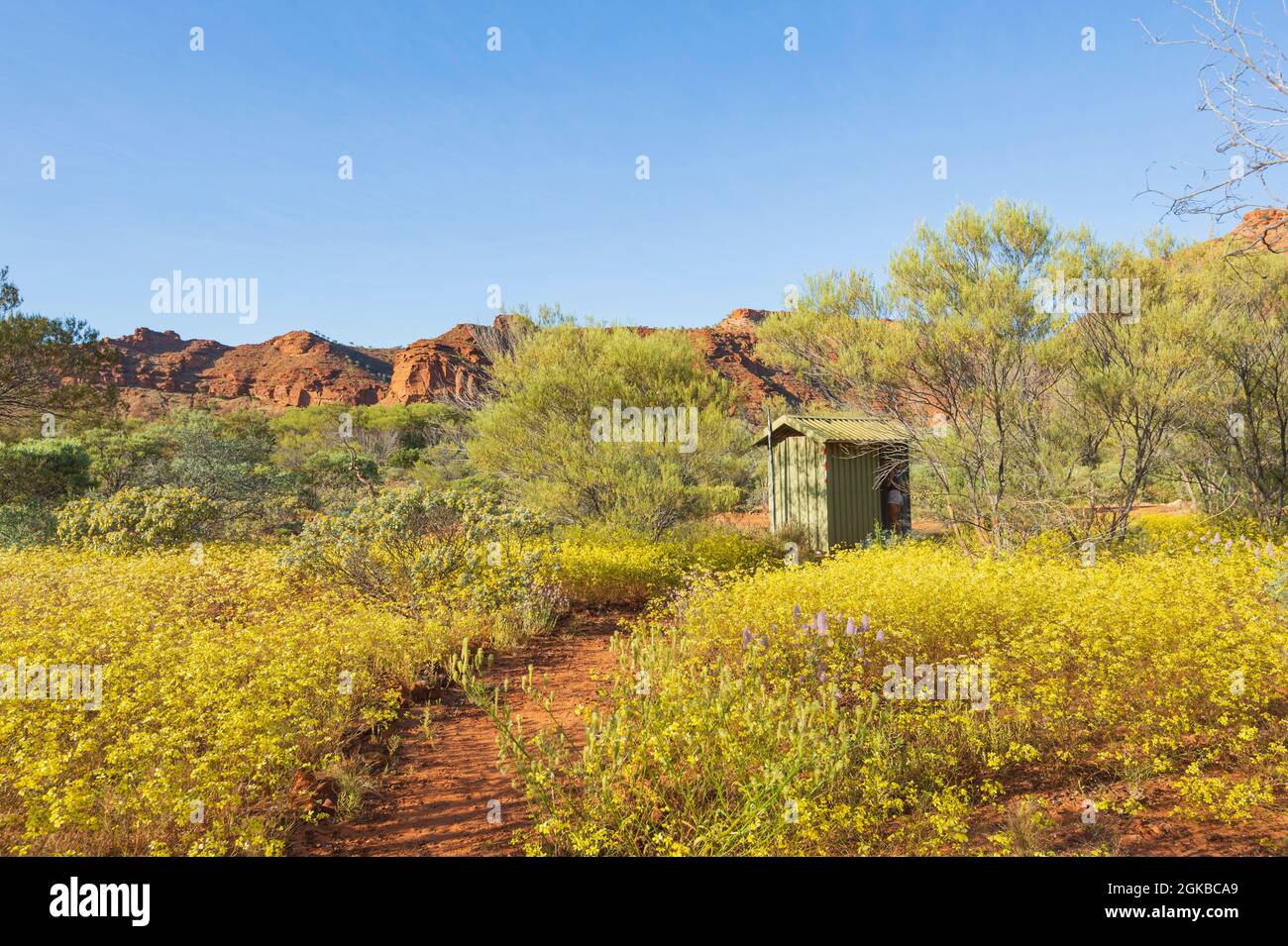 A green hut in a field covered in yellow wildflowers at springtime, Kennedy Range National Park, Western Australia, WA, Australia Stock Photo