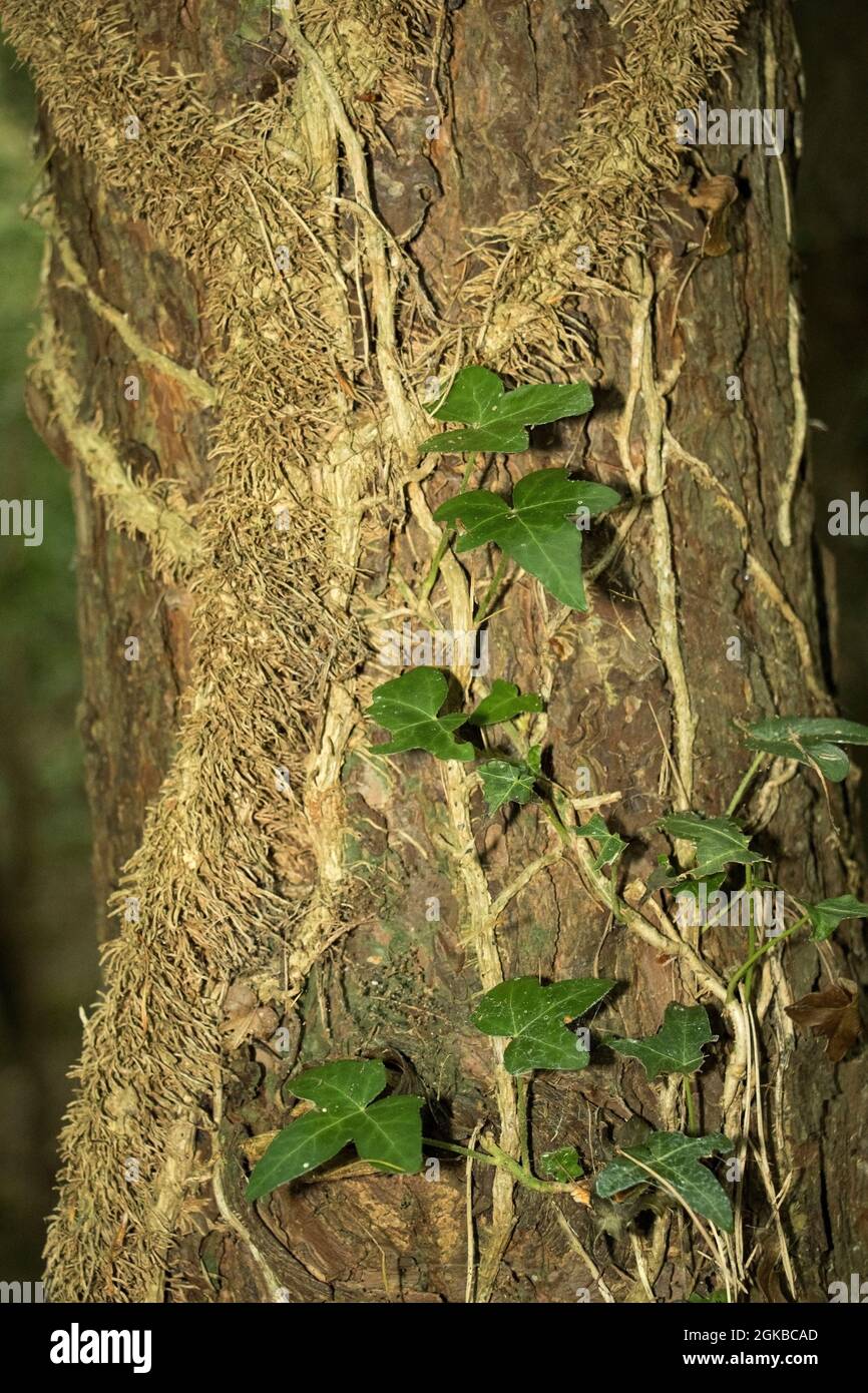 The two species of evergreen climbing Ivy are very difficult to separate. This epiphyte grows by supporting its main stem on the woodland trees Stock Photo