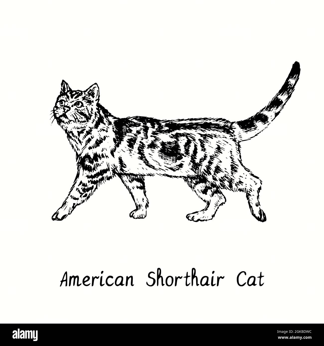 American Shorthair Cat standing side view. Ink black and white doodle drawing in woodcut style. Stock Photo