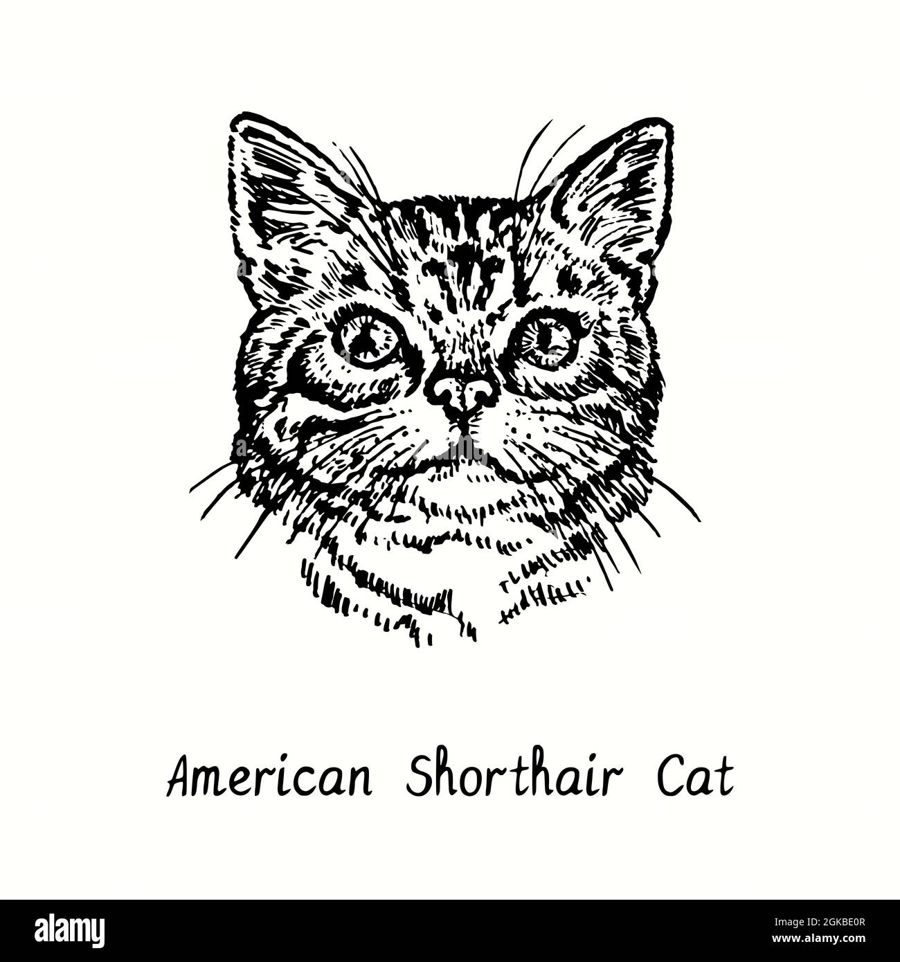 American Shorthair Cat face portrait. Ink black and white doodle drawing in woodcut style. Stock Photo