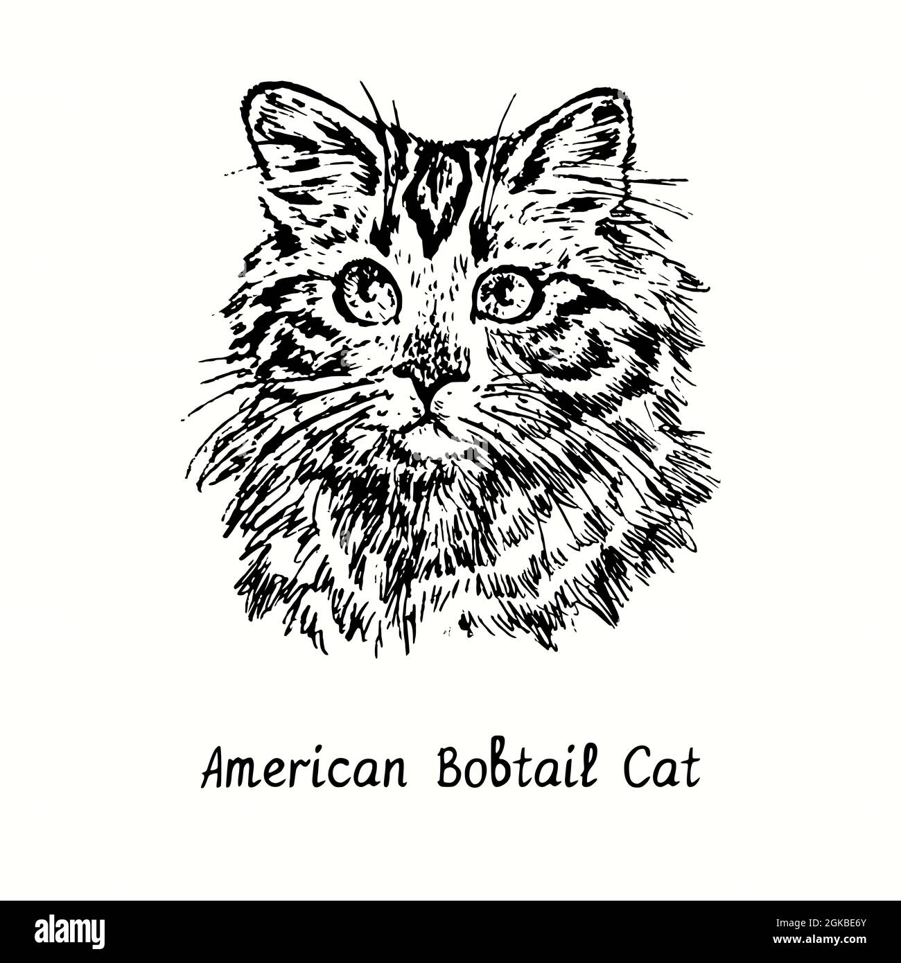 Bobtail doodle sales