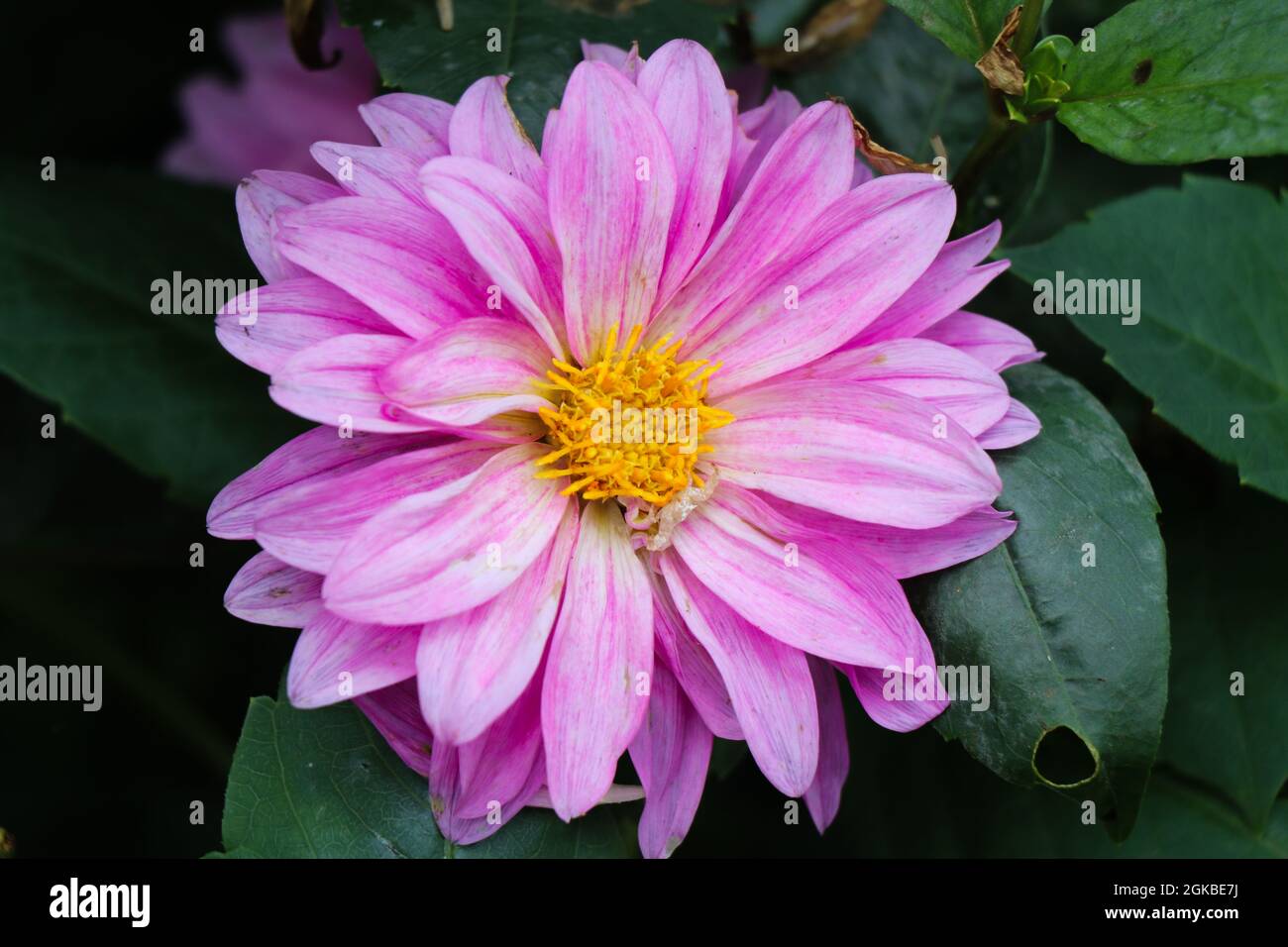 Light pink dahlia flower with yellow anther closeup, dahlia flower for wallpaper and background Stock Photo