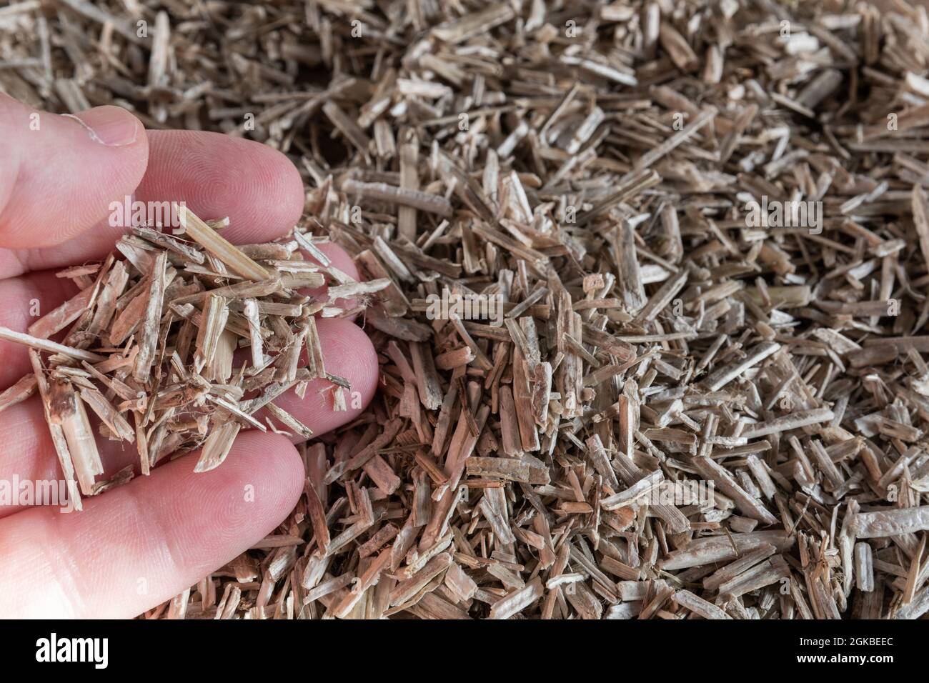 Hemp plant bed for rodents Stock Photo