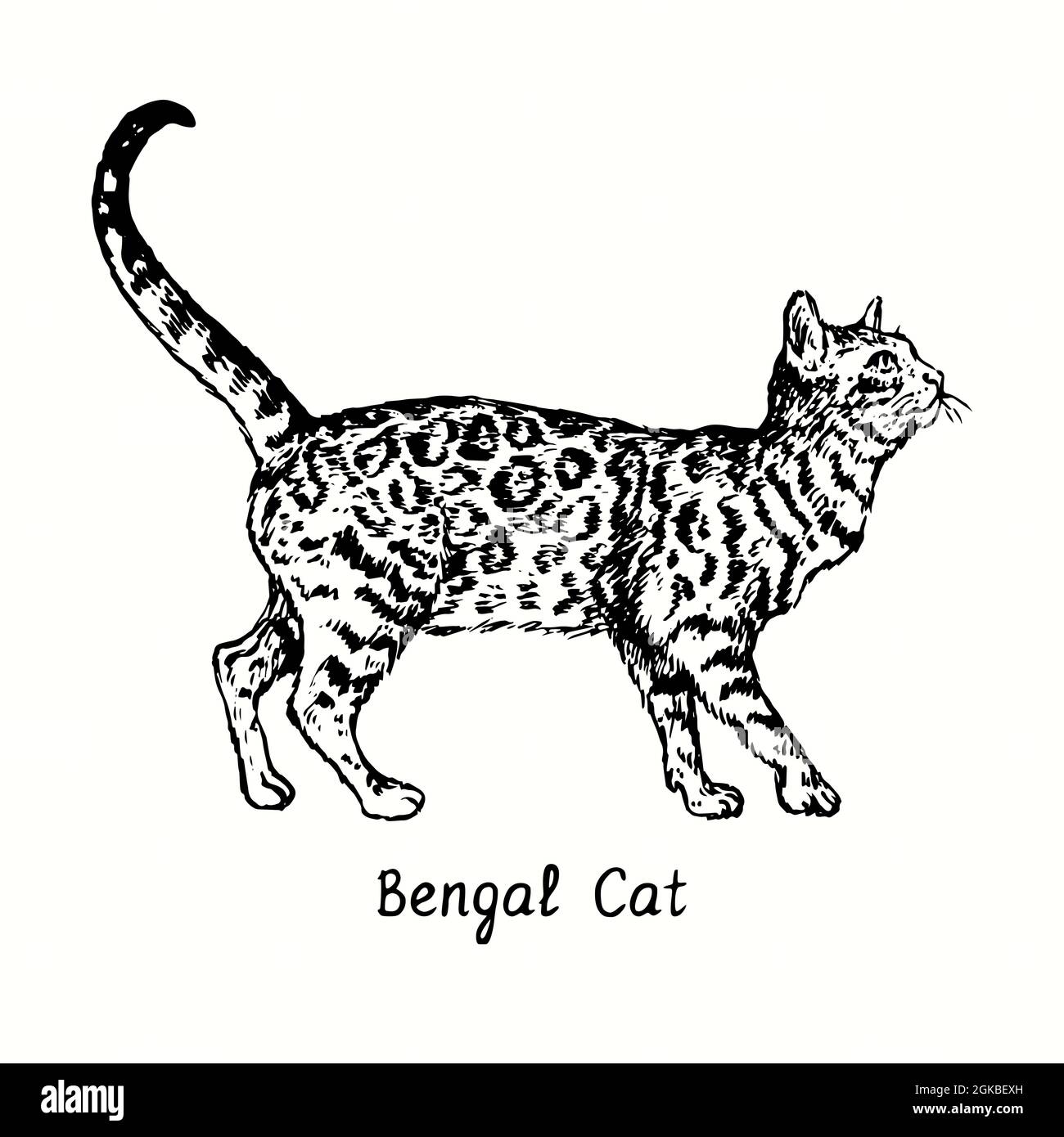 Solzoo Bengal Cat | NFT on SolSea