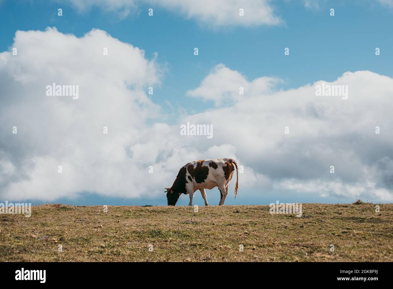 Cow grazing on the pasture under a cloudy sky Stock Photo - Alamy
