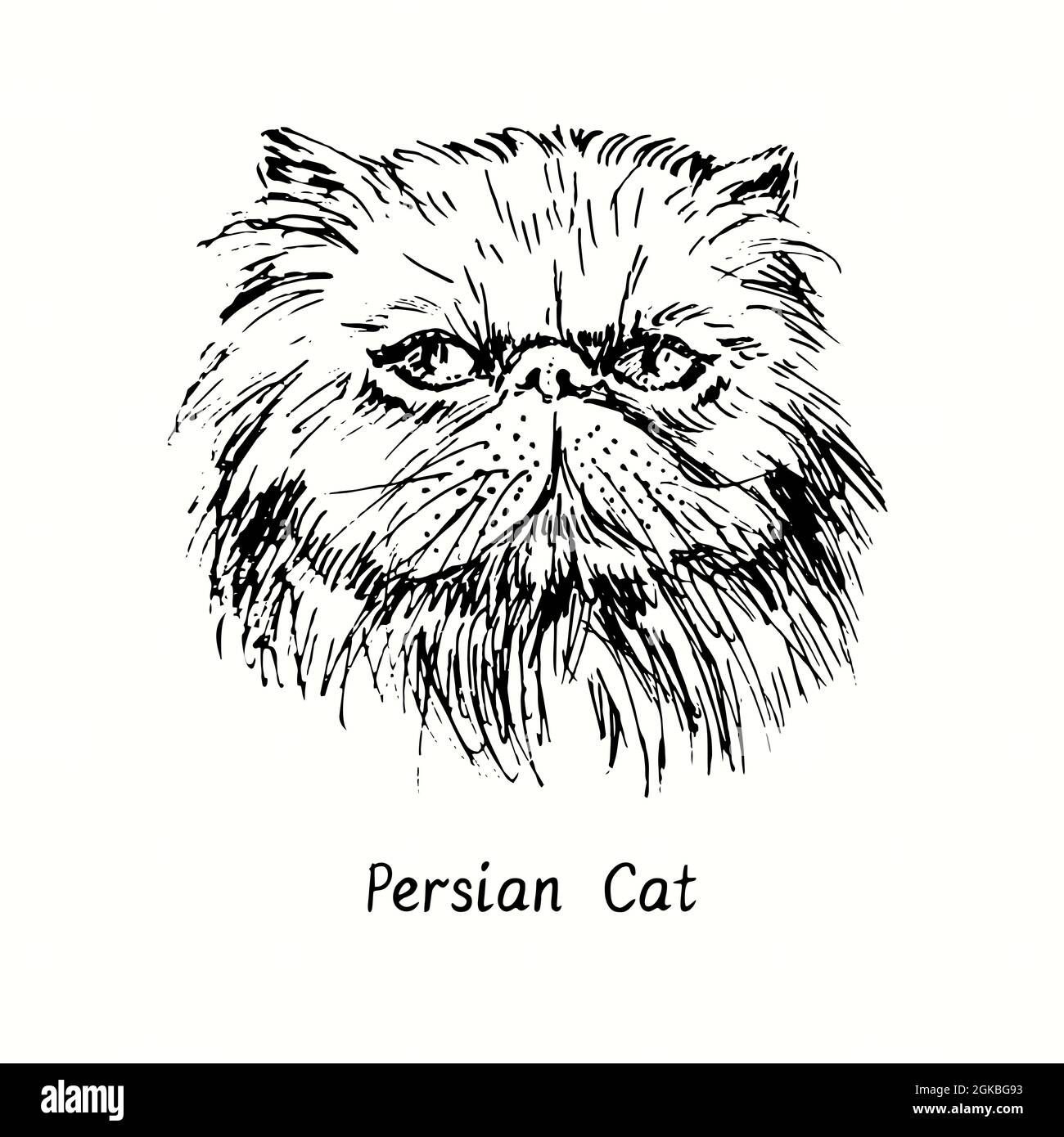 persian cat drawing