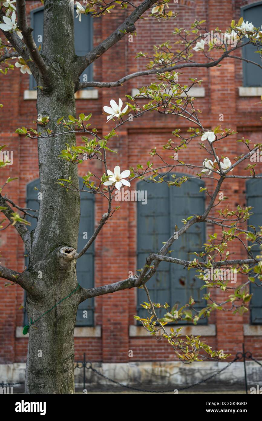 Blooming Magnolia Kobus tree in front of red brick building with iron window shutters. Stock Photo