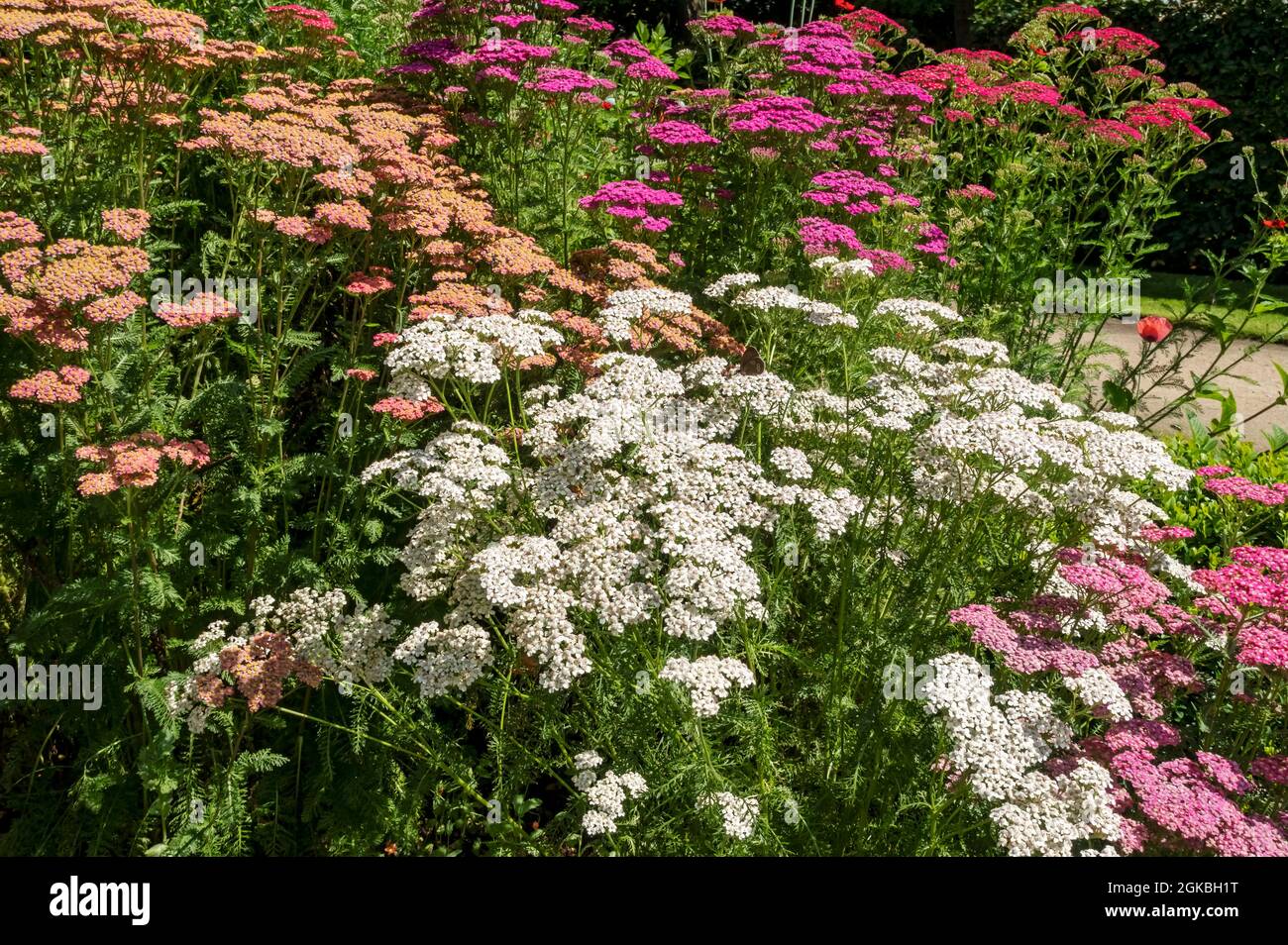 Pink and white achillea plants growing yarrow flowers flowering in a garden border flowerbed in summer England UK United Kingdom GB Great Britain Stock Photo