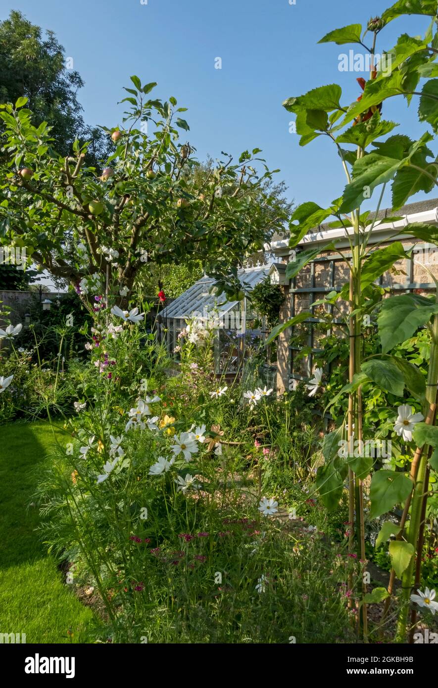 Plants and flowers in an English back garden in summer England UK United Kingdom GB Great