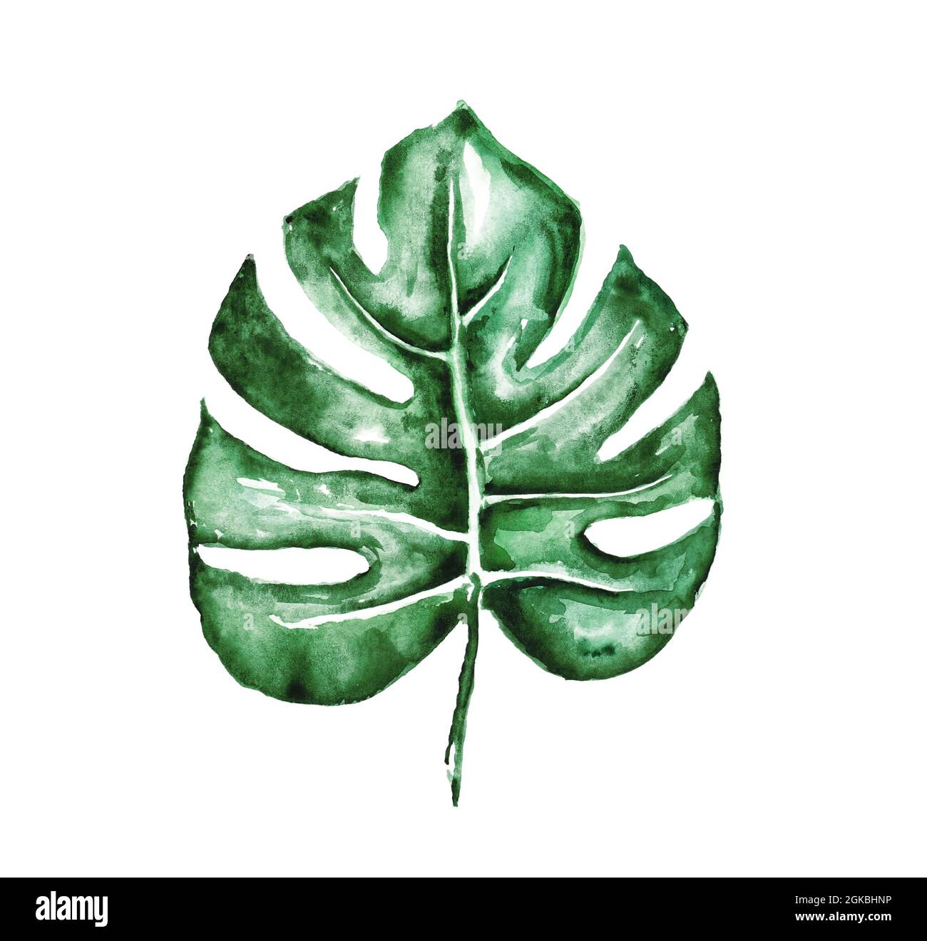 Watercolor tropical leaf isolated on white Stock Photo - Alamy