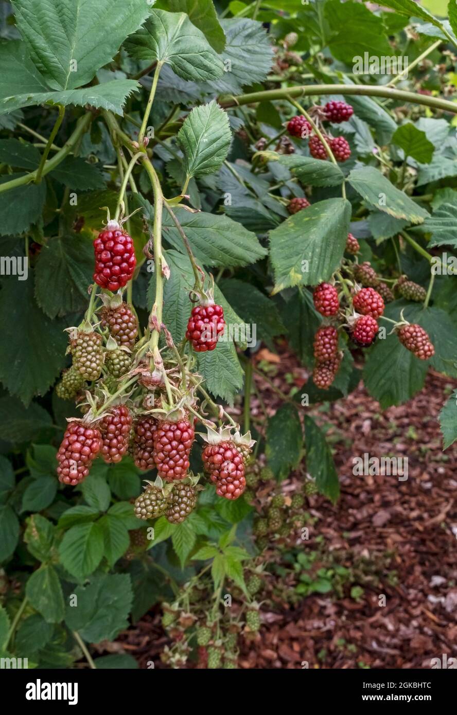 Under Ripe Blackerry Unripe blackberries in plant hi-res stock photography and images - Alamy