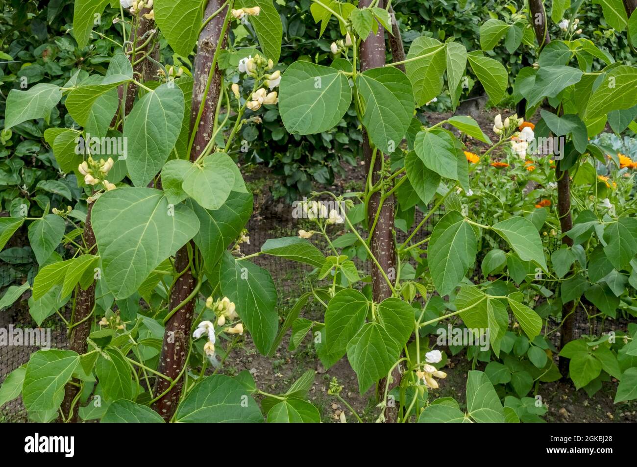 Climbing plants in a garden hi-res stock photography and images - Alamy