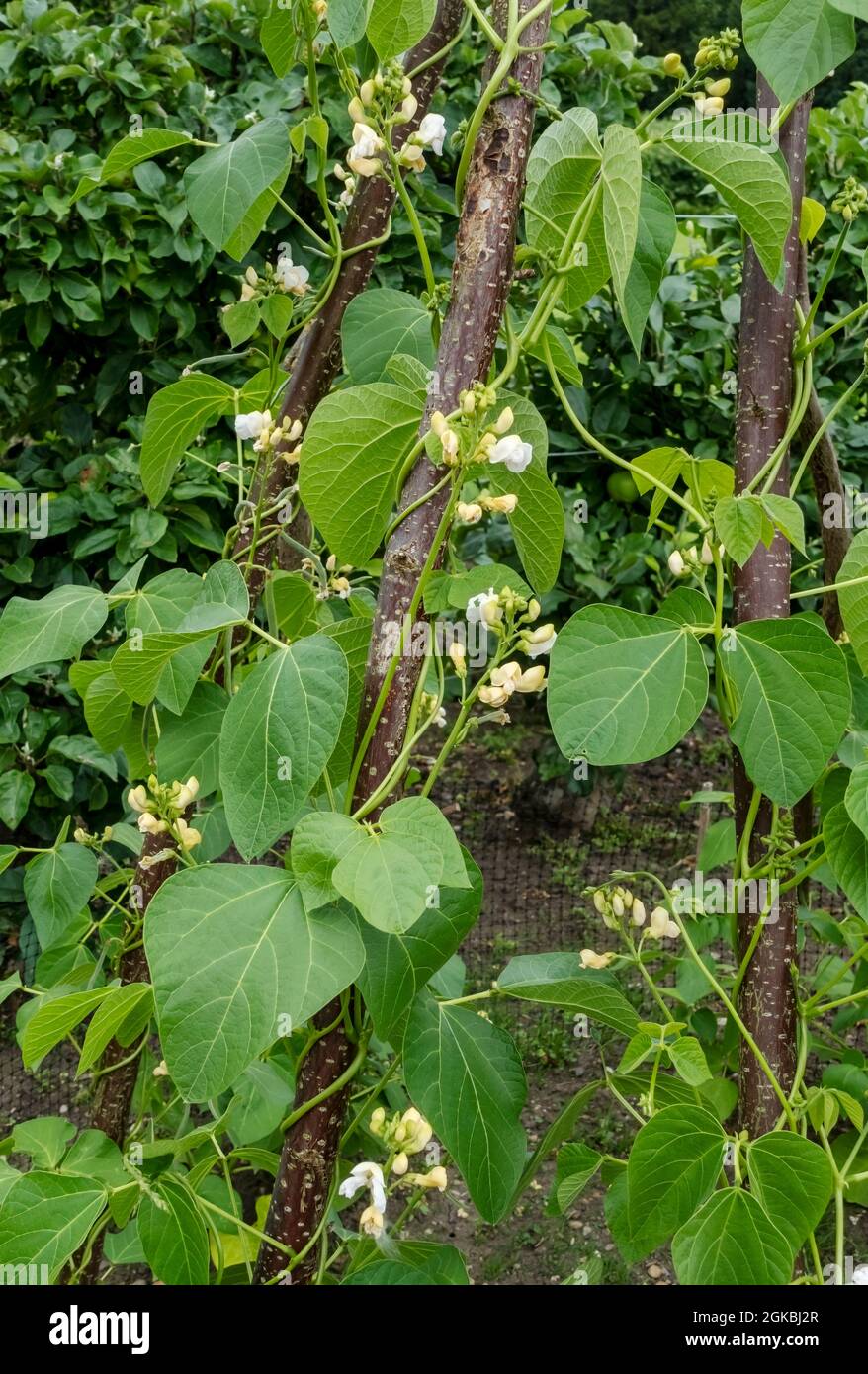 Close up of runner bean beans plants 'White lady' growing up a frame of coppiced poles in a vegetable garden in summer England UK United Kingdom GB Stock Photo