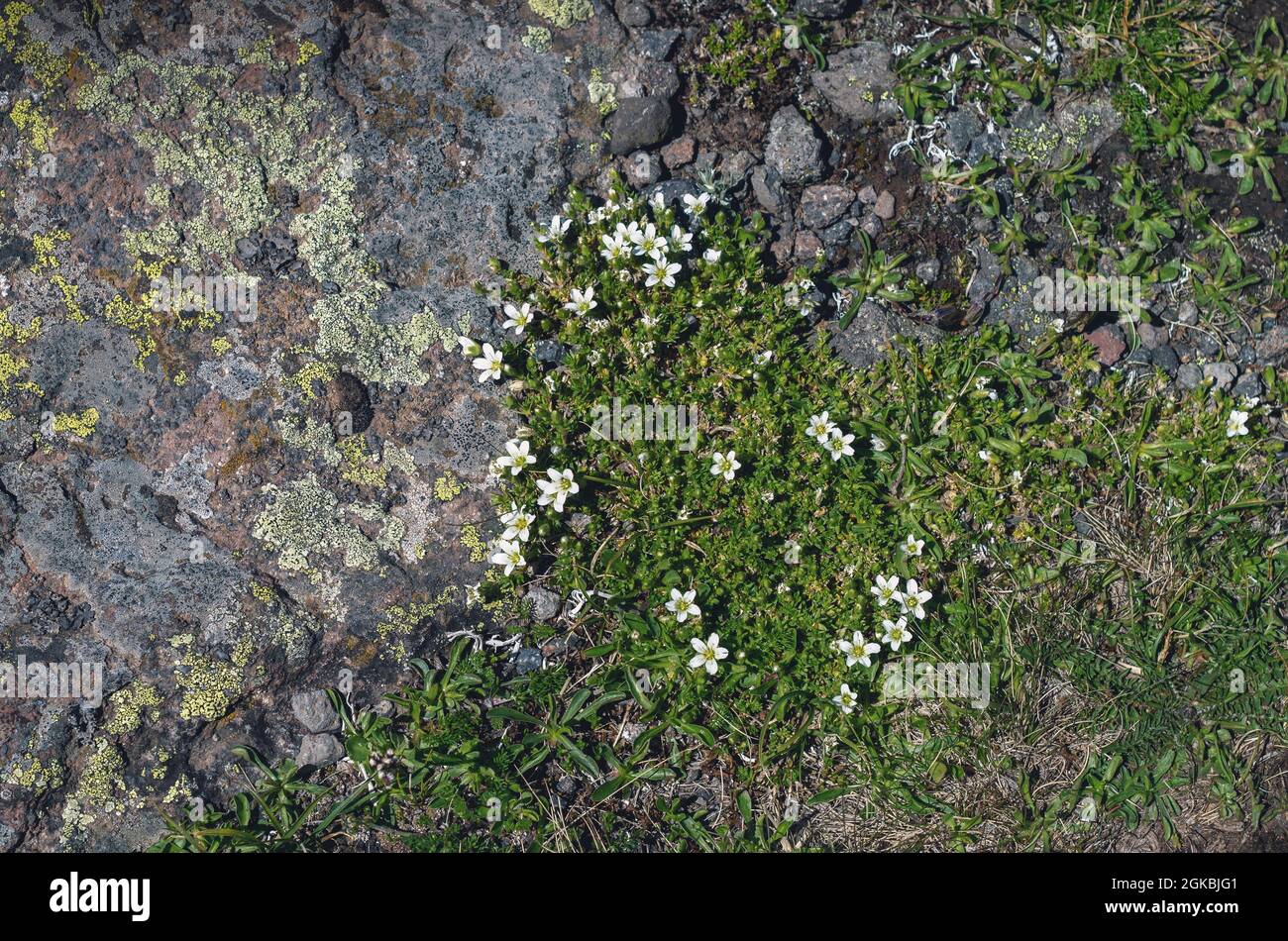Abstract natural background..Natural texture of a stone covered with lichen.Wild flowers growing in the highlands Lichenes patterns on a rock surface. Stock Photo