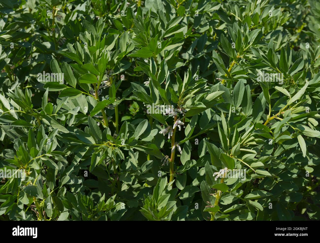 Flowering broad bean plants beans 'Super aquadulce' vegetable vegetables growing on plot allotment in summer England UK United Kingdom Great Britain Stock Photo