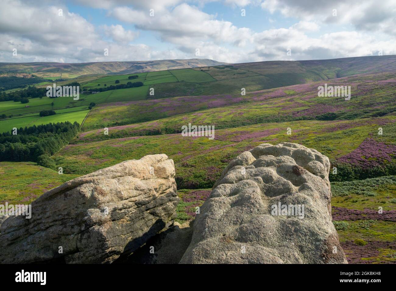 The Worm Stones, a gritstone outcrop in the hills above Glossop in the High Peak, Derbyshire, England. Heather flowering on the moors below. Stock Photo