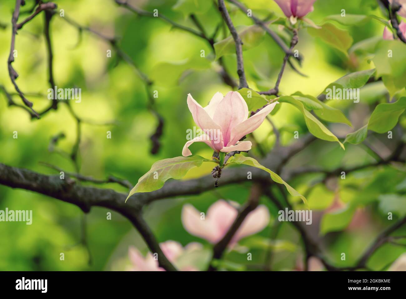 Magnolia spring flowers Stock Photo - Alamy